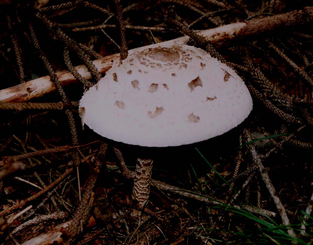Macrolepiota procera