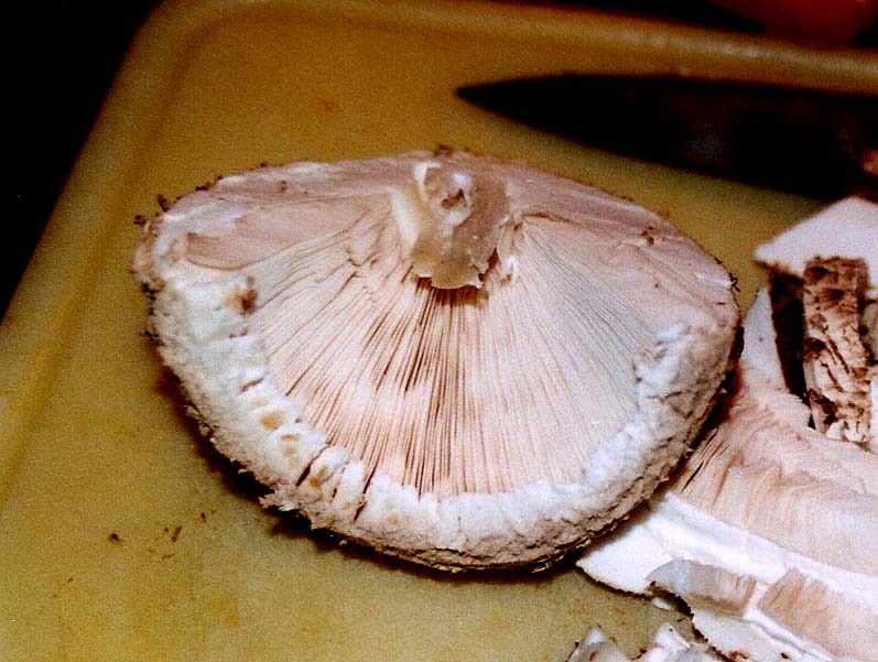 Macrolepiota procera