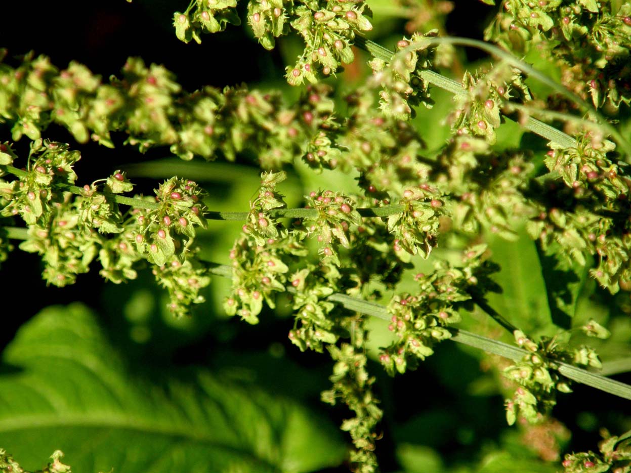Rumex obtusifolius