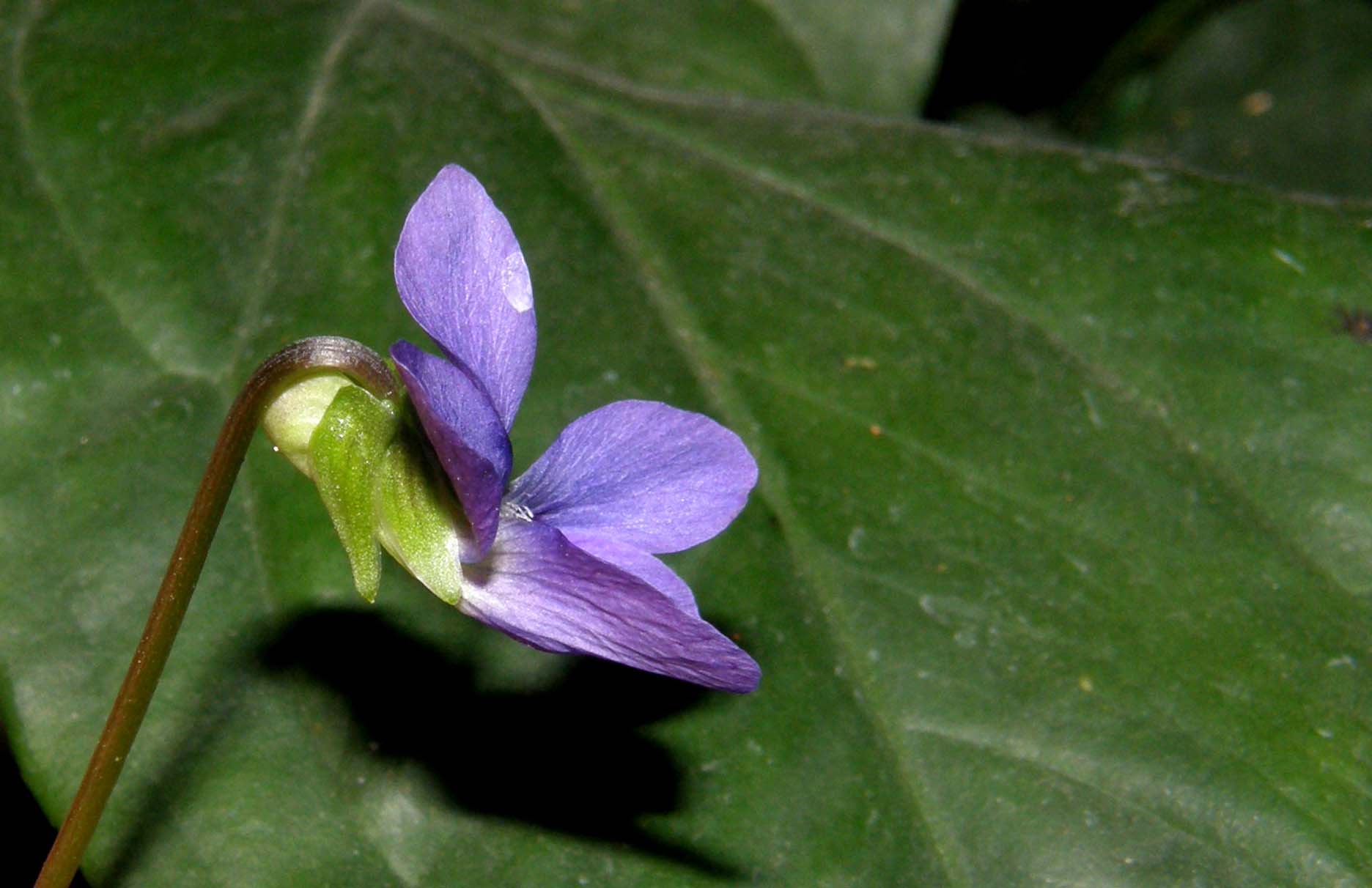 Viola sororia  / Viola sorella