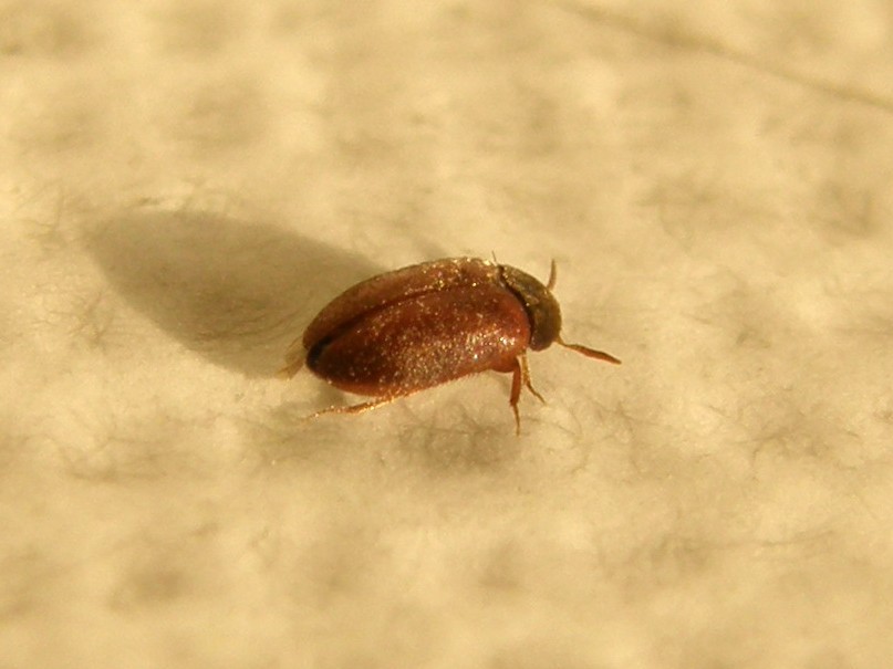 Dermestidae da identificare: Attagenus brunneus