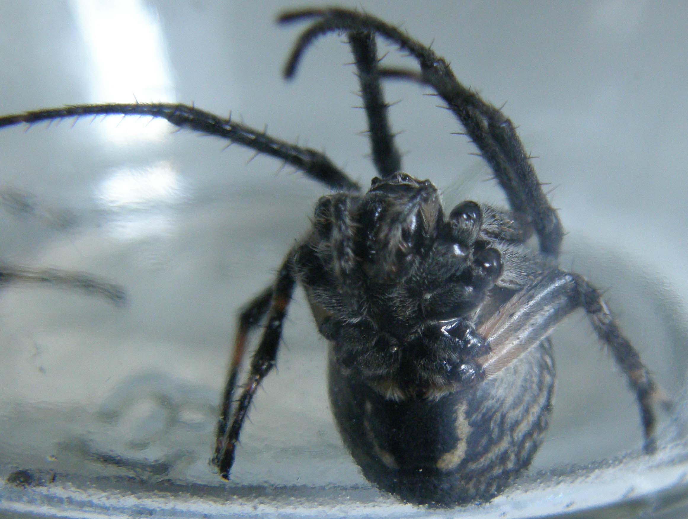 Larinioides sclopetarius