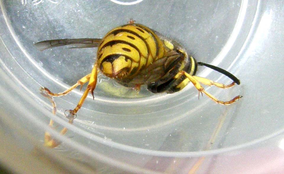 Vespula germanica F (Vespidae)