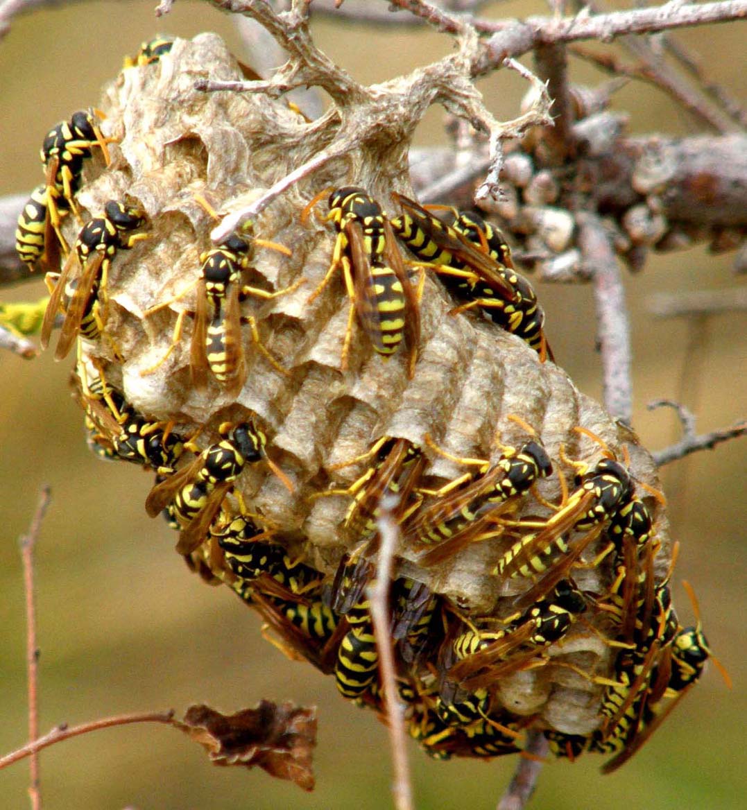 Polistes e loro nidi
