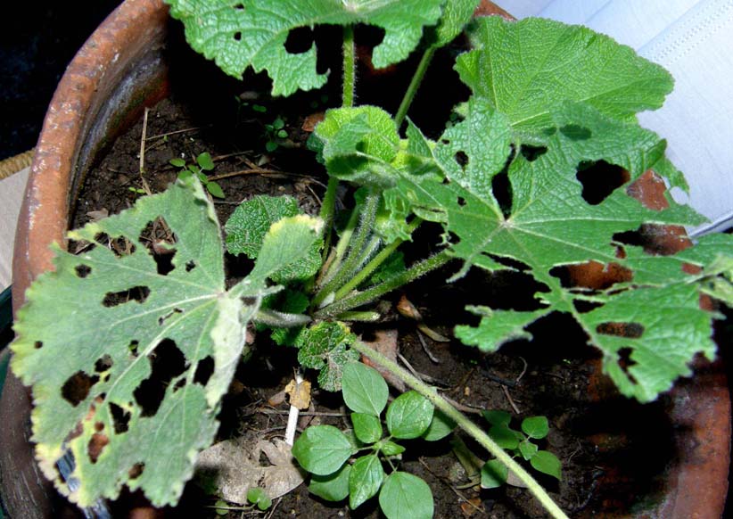 Piccoli bruchi crescono...(Chrysodeixis chalcites)