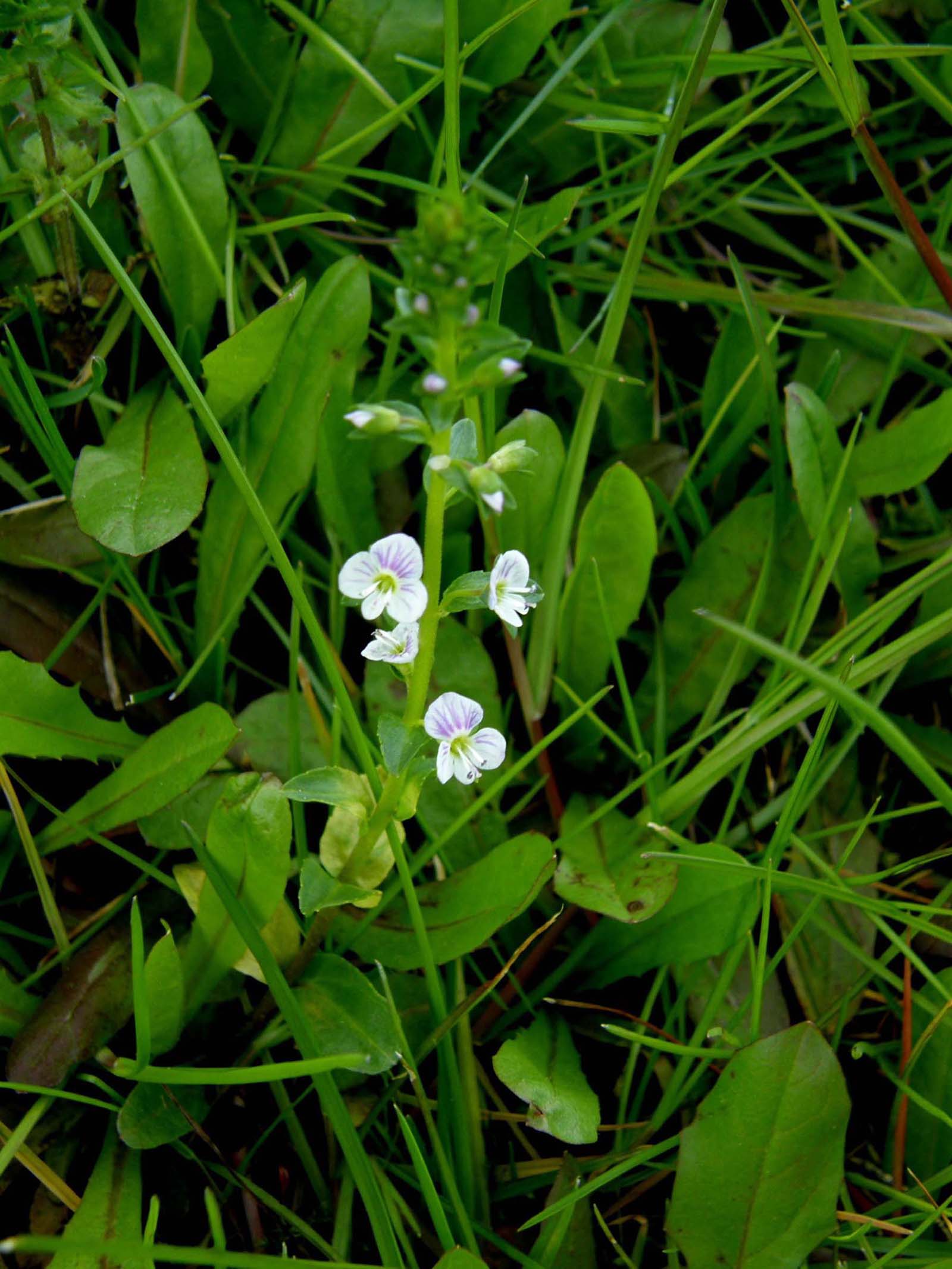 Altra veronica - Veronica cfr. serpillyfolia