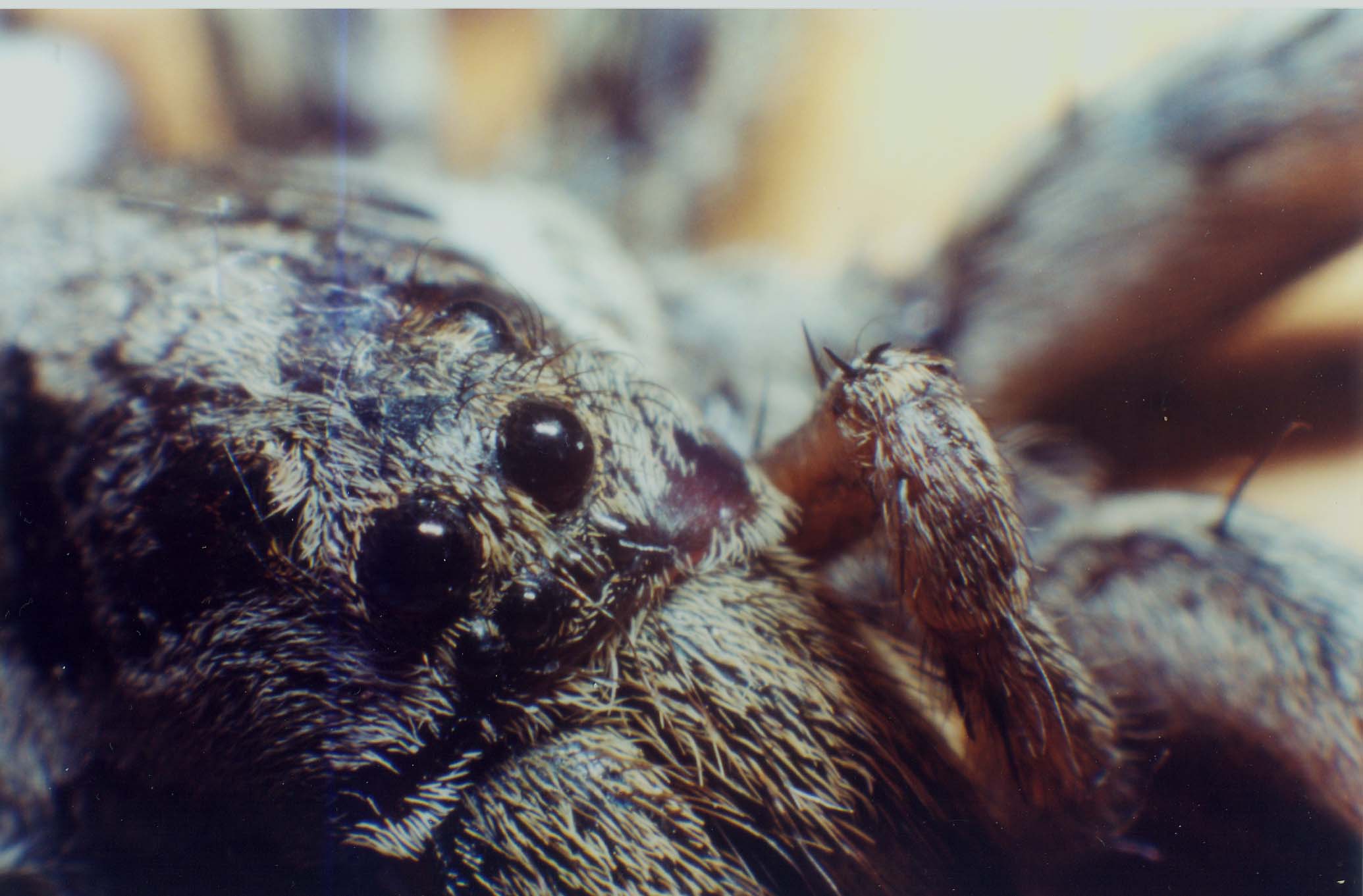 Hogna radiata