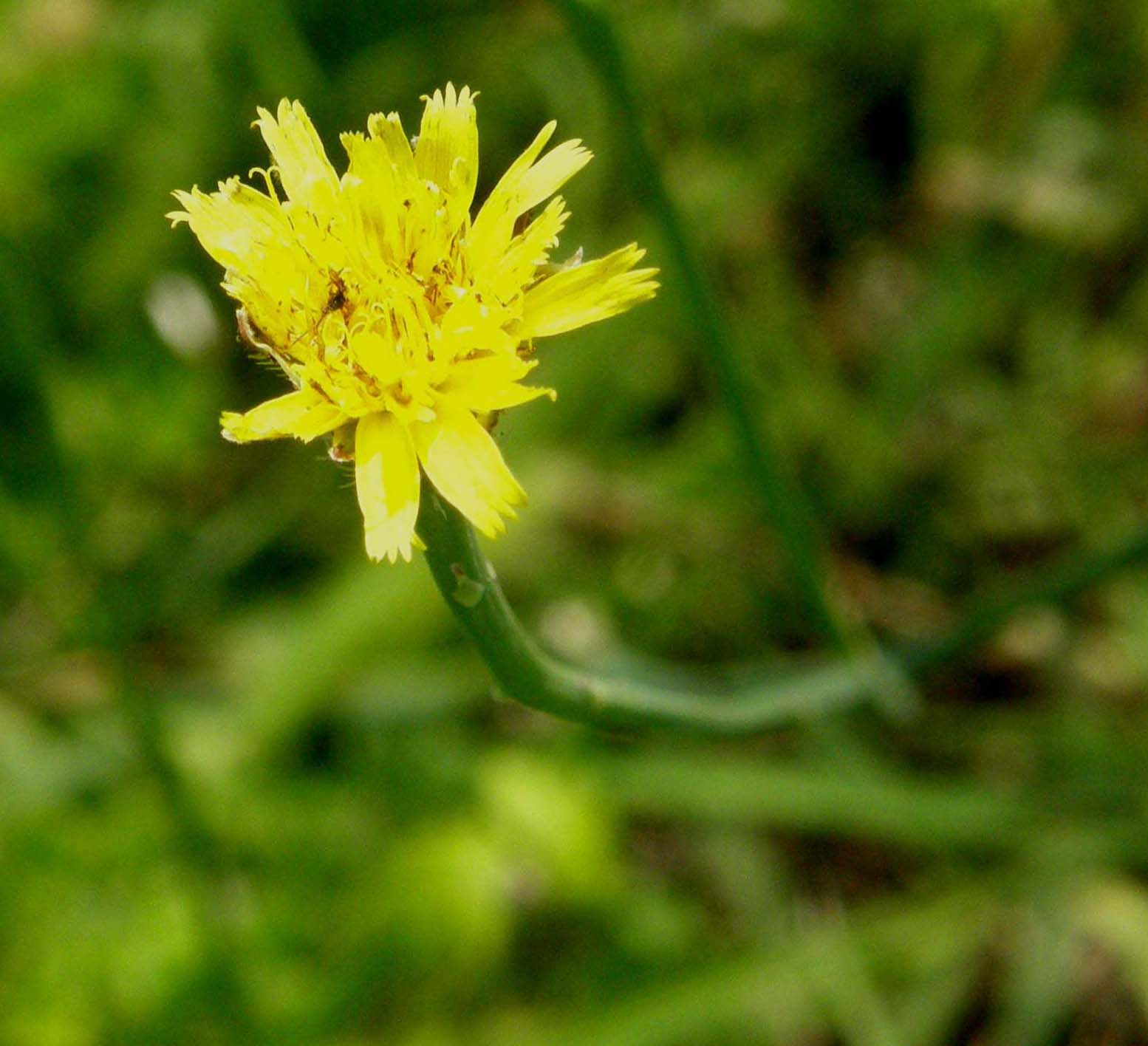 Hypochaeris sp. e Sonchus oleraceus (Asteraceae)