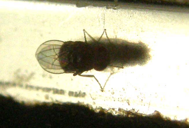 Moscerini da identificare