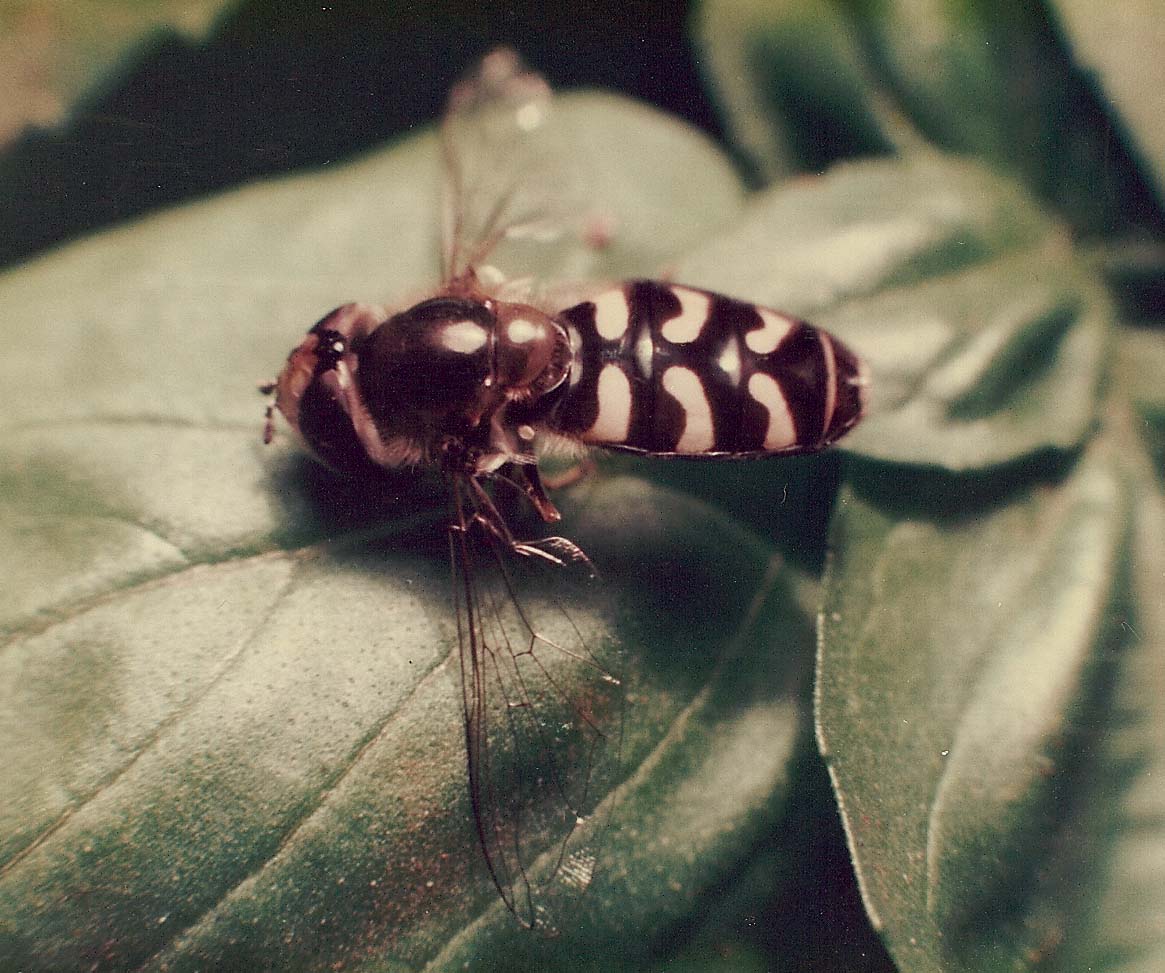 Scaeva pyrastri (Syrphidae)