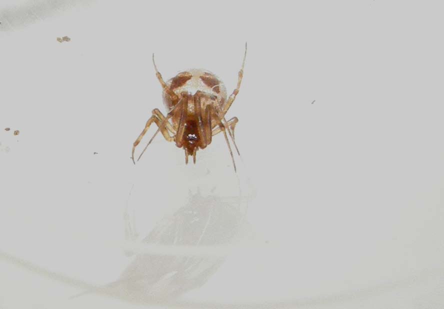 Steatoda triangulosa con ovisacco e piccoli