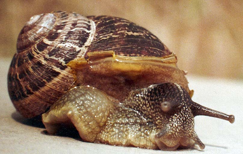 Chiocciole da identificare