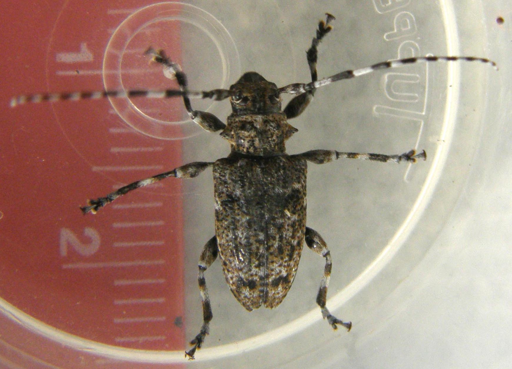 Cerambycidae da identificare: Aegomorphus clavipes