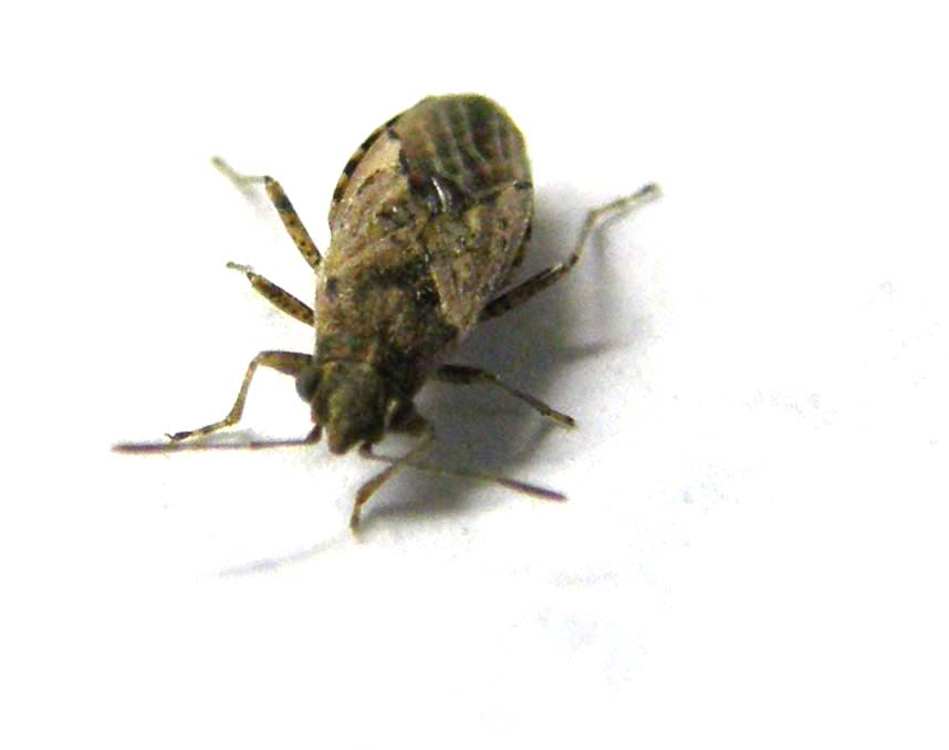 Lygaeidae: Nysius del gruppo thymi/ericae di Milano