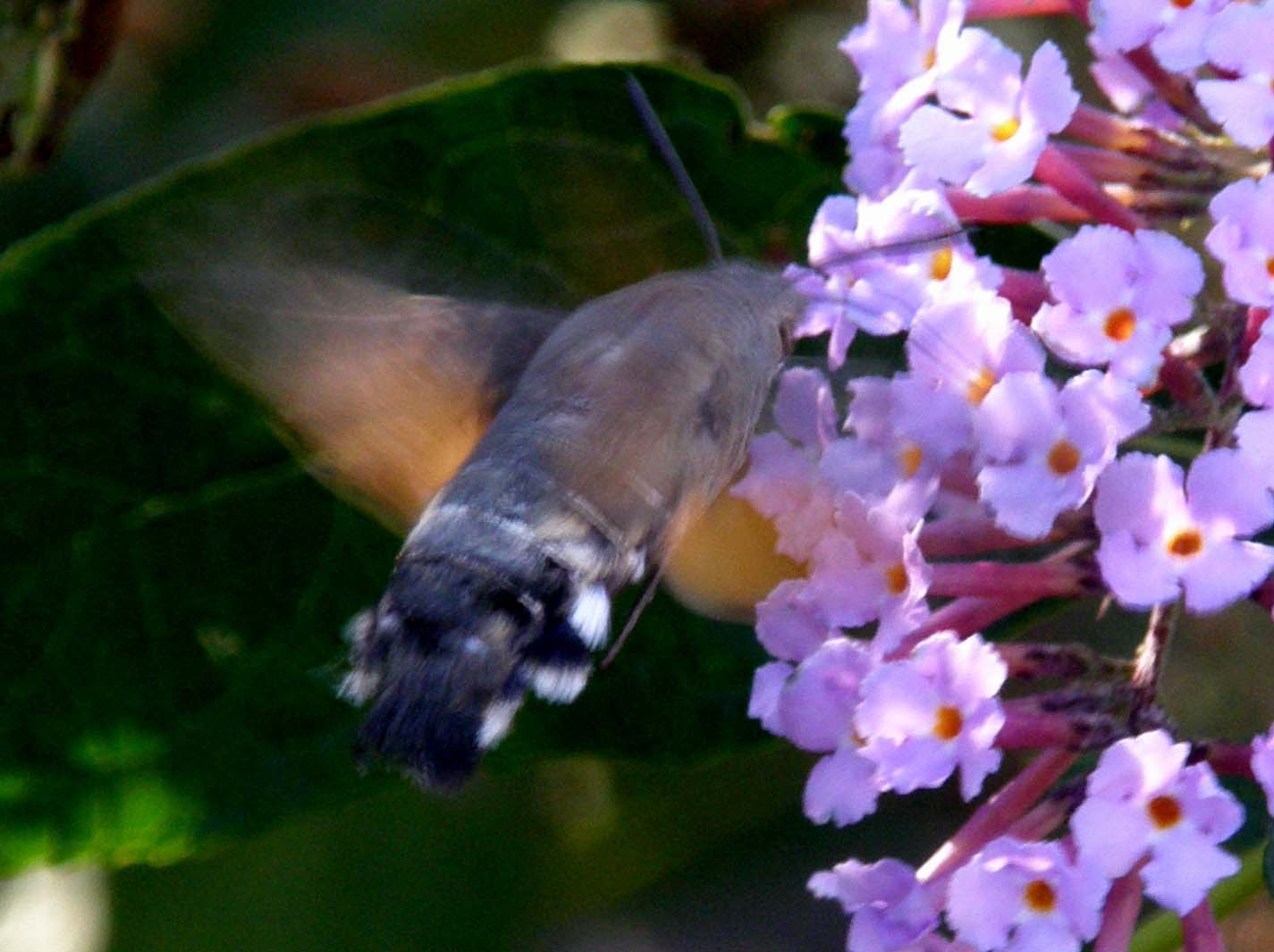Macroglossa stellatarum