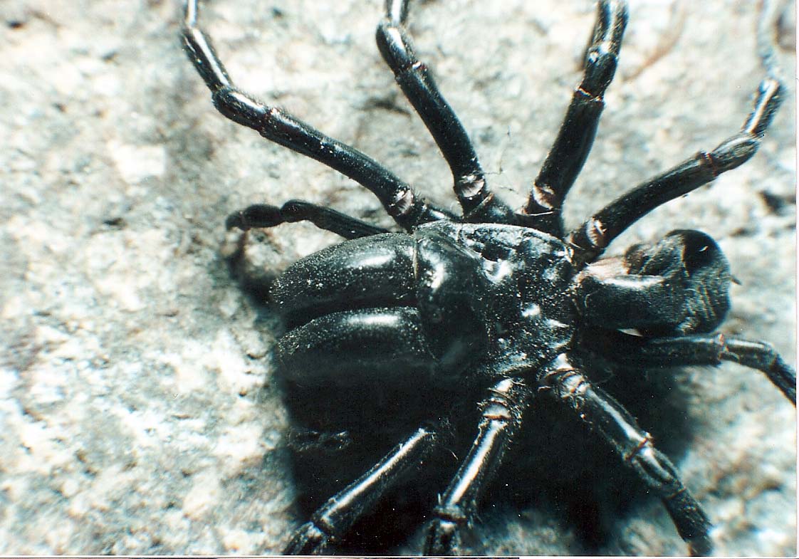 Atypus