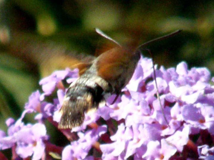 Macroglossa stellatarum
