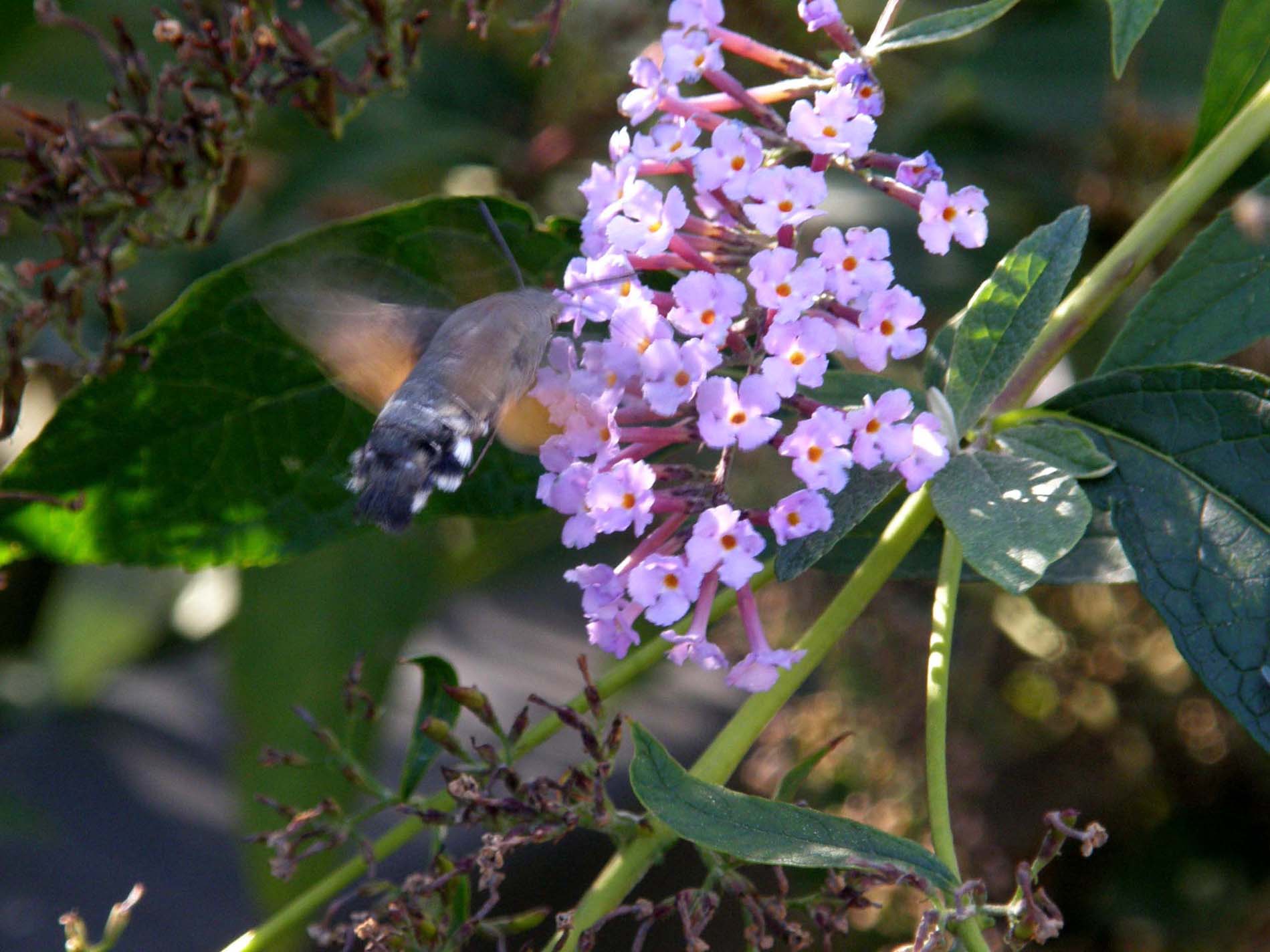 Macroglossa stellatarum