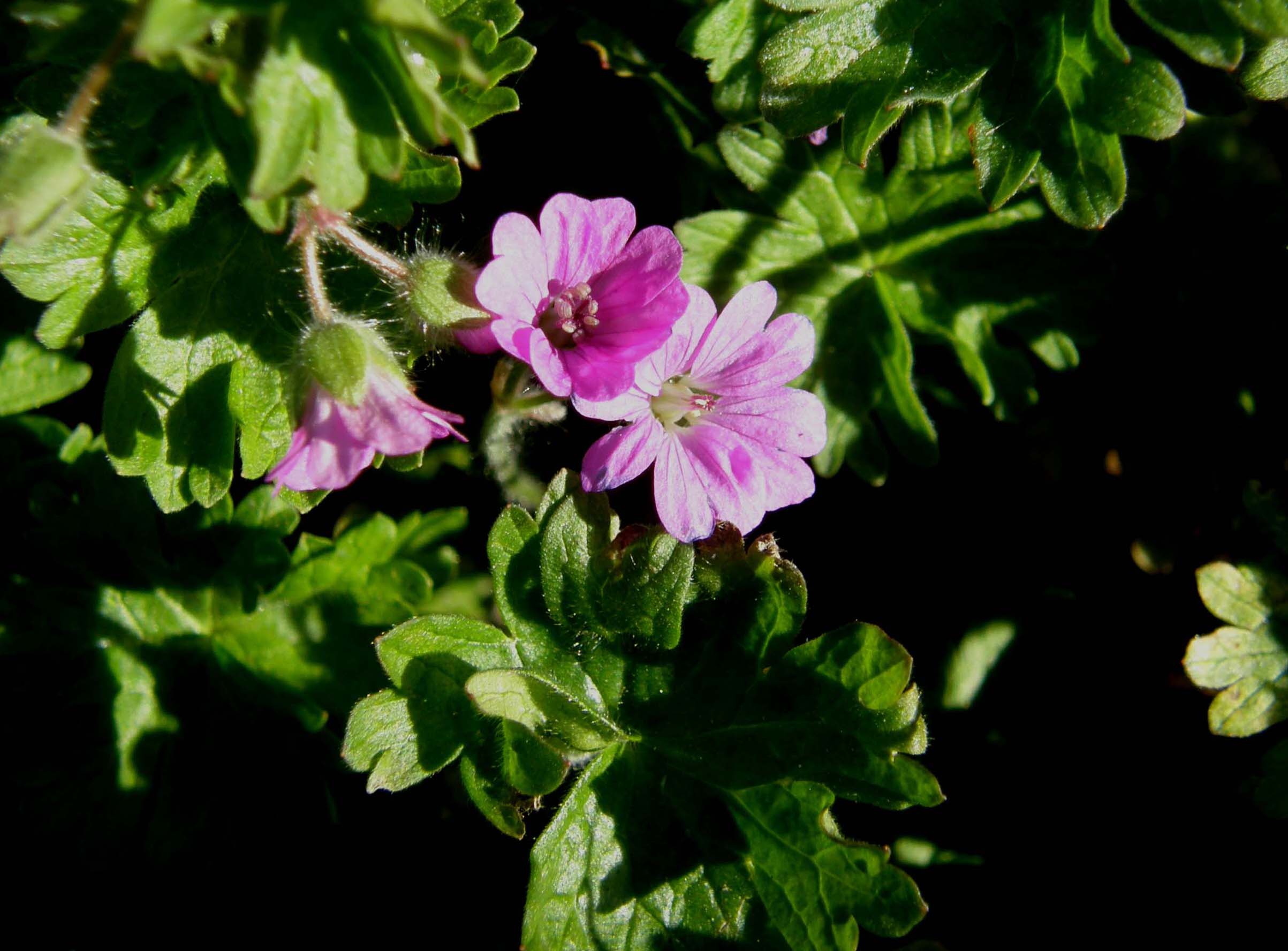 Geranium cfr. molle