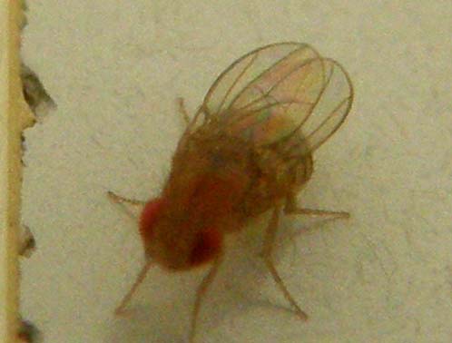 Moscerini da identificare