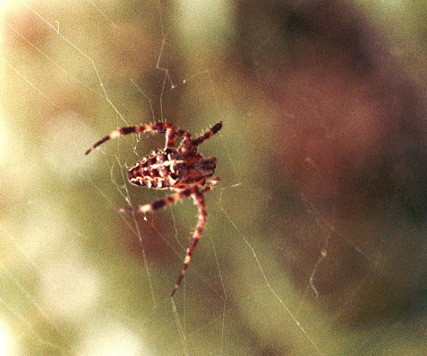 Argiope bruennichi e Araneus diadematus