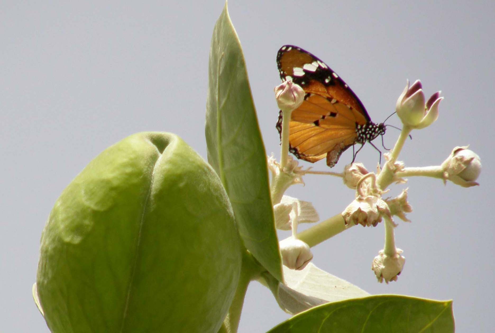 farfalla monarca in Italia