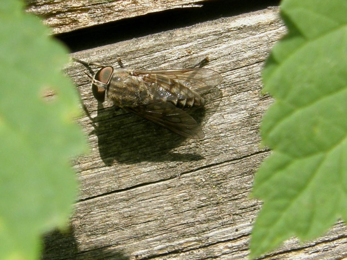 Tabanidae: Tabanus cfr. cordiger, femmina