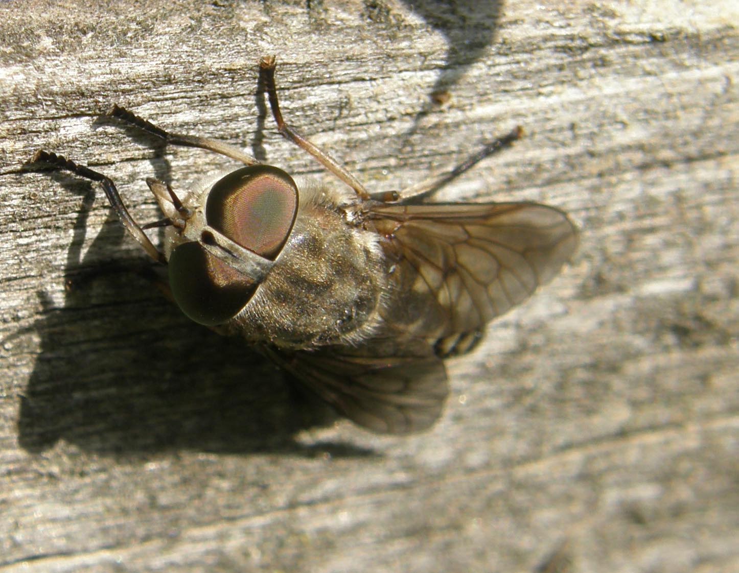 Tabanidae: Tabanus cfr. cordiger, femmina