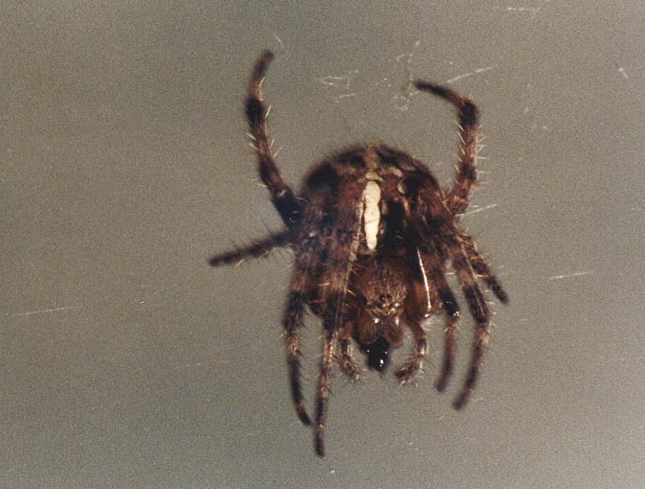 Argiope bruennichi e Araneus diadematus