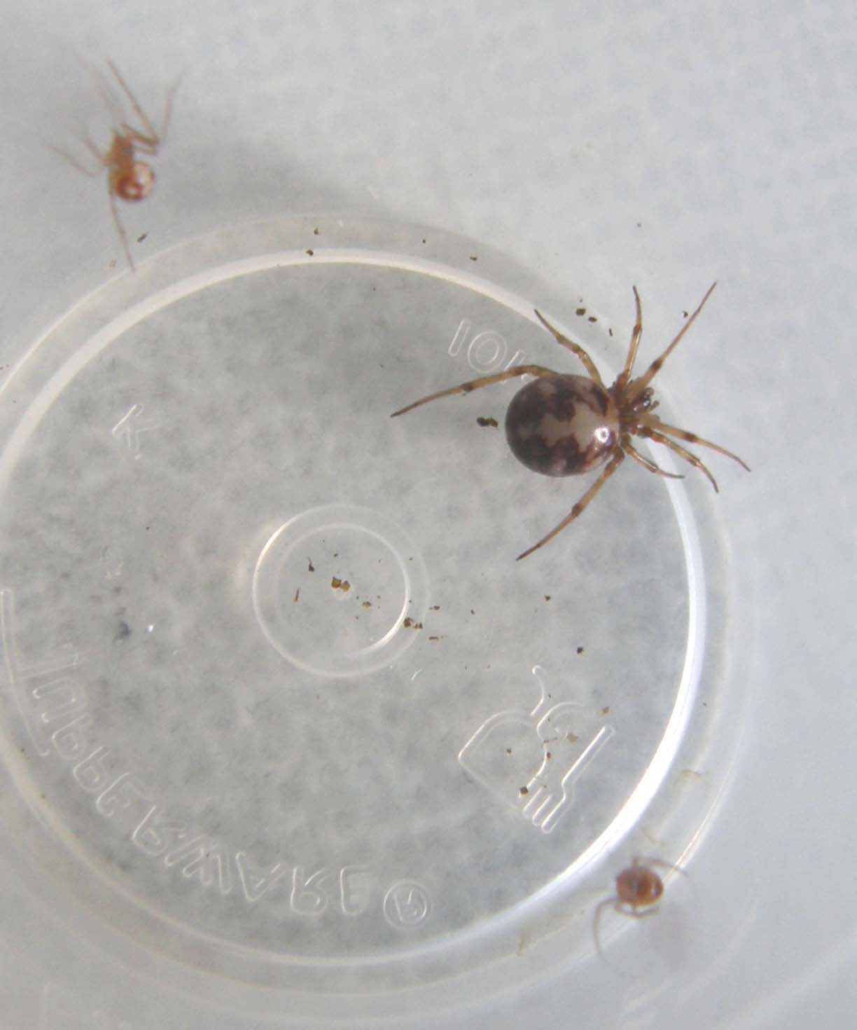 Steatoda triangulosa con ovisacco e piccoli