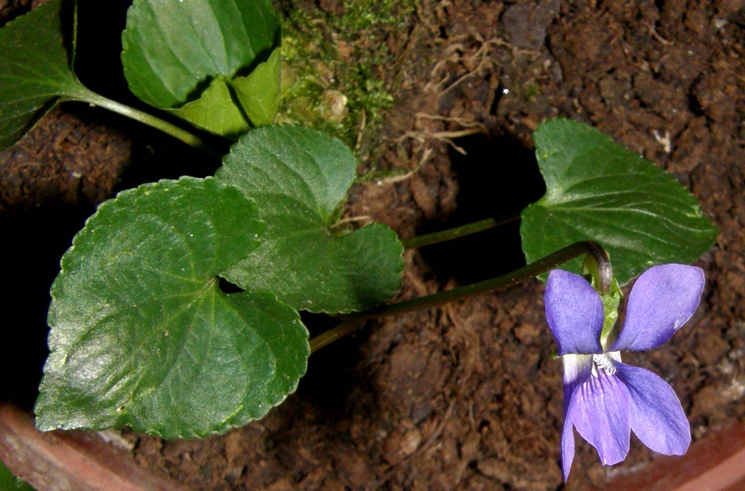 Viola sororia  / Viola sorella