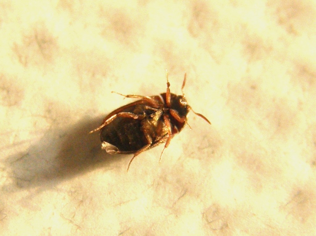 Dermestidae da identificare: Attagenus brunneus