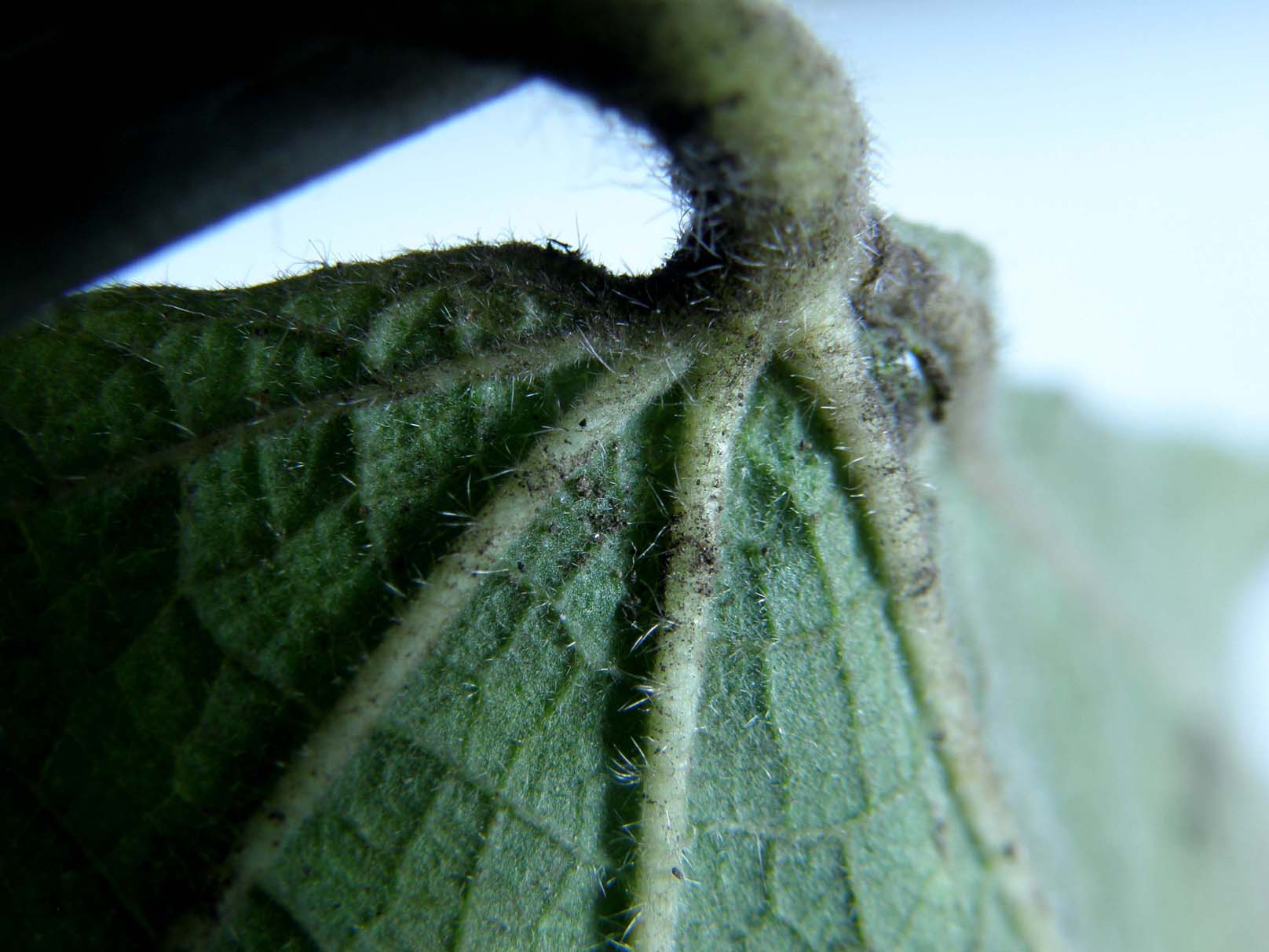 Piccoli bruchi crescono...(Chrysodeixis chalcites)