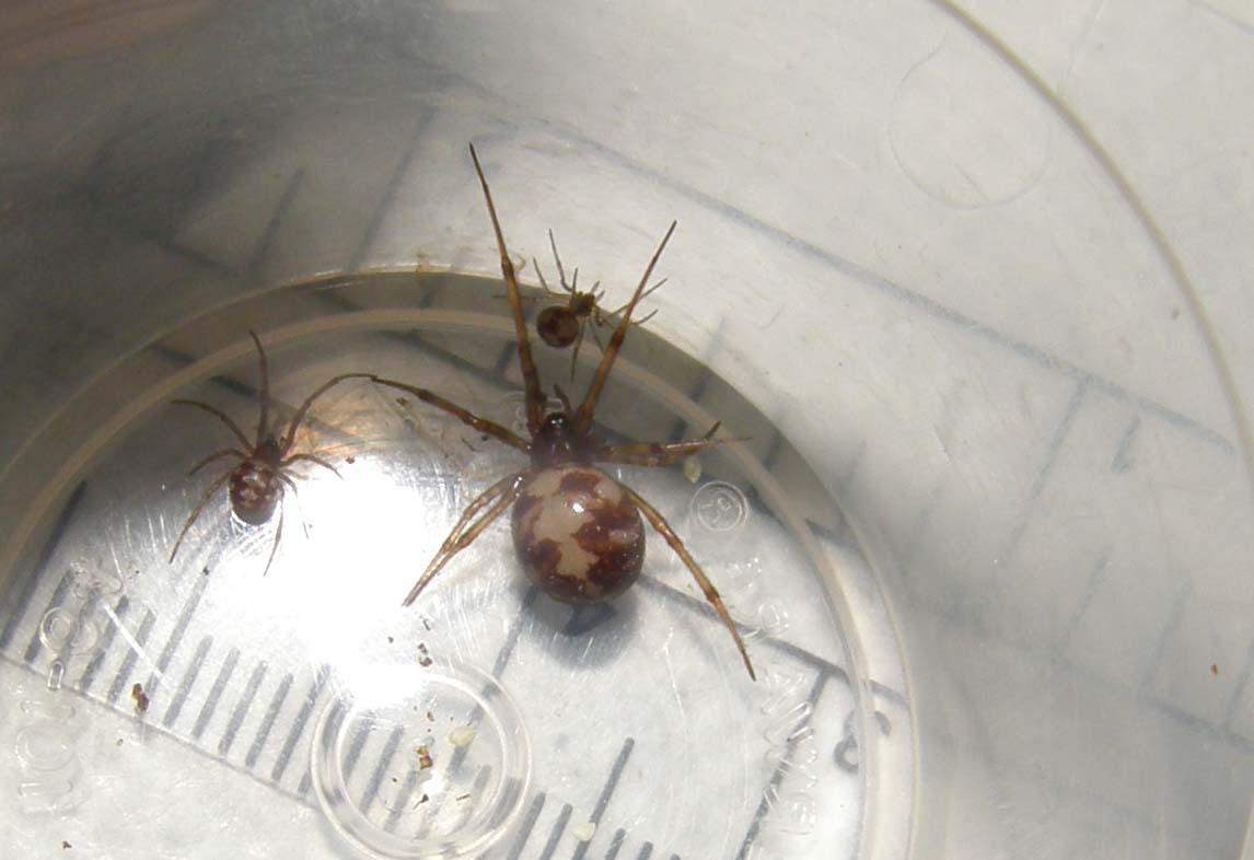 Steatoda triangulosa con ovisacco e piccoli