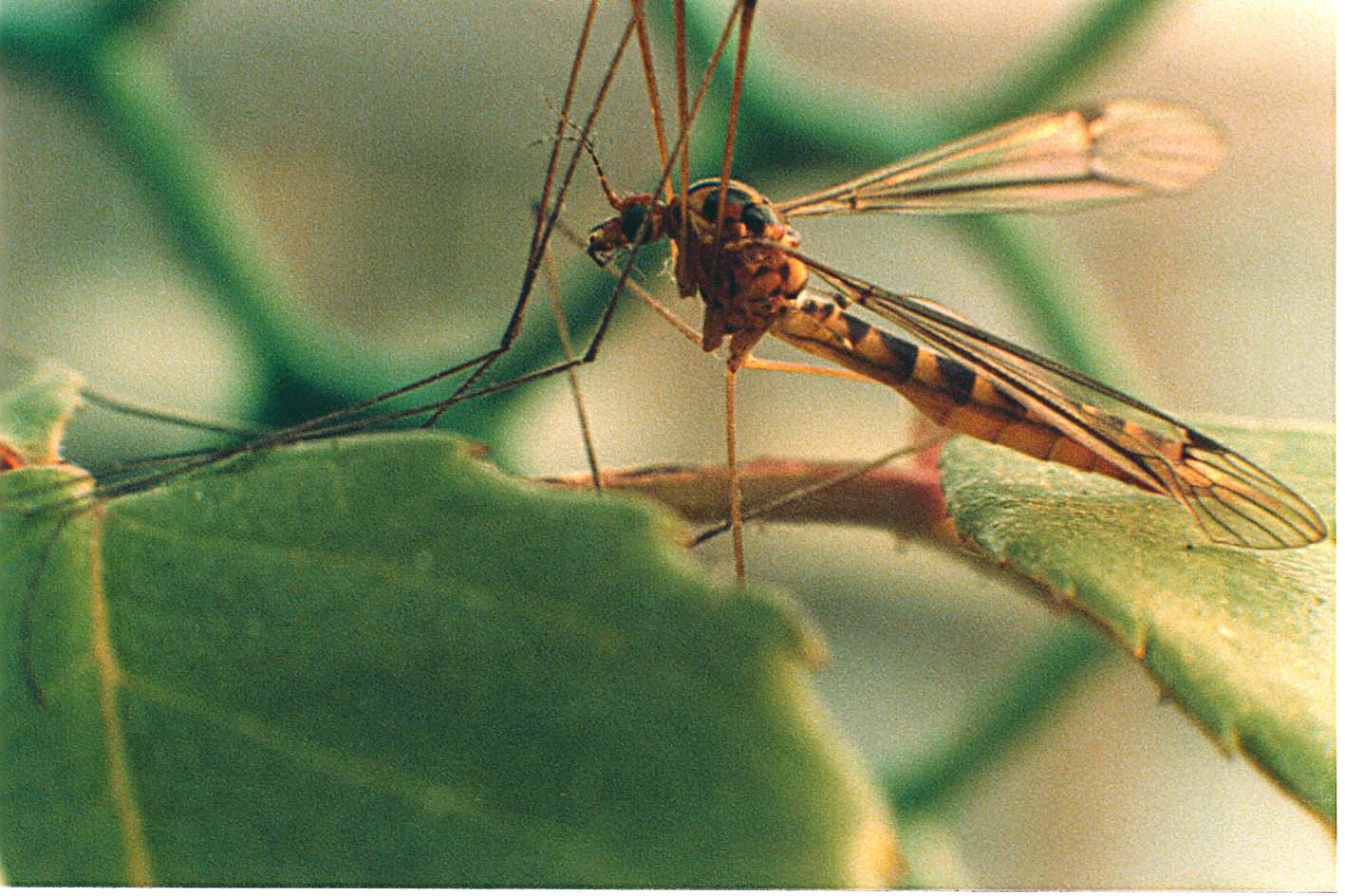 Tipulidae ...tigrata