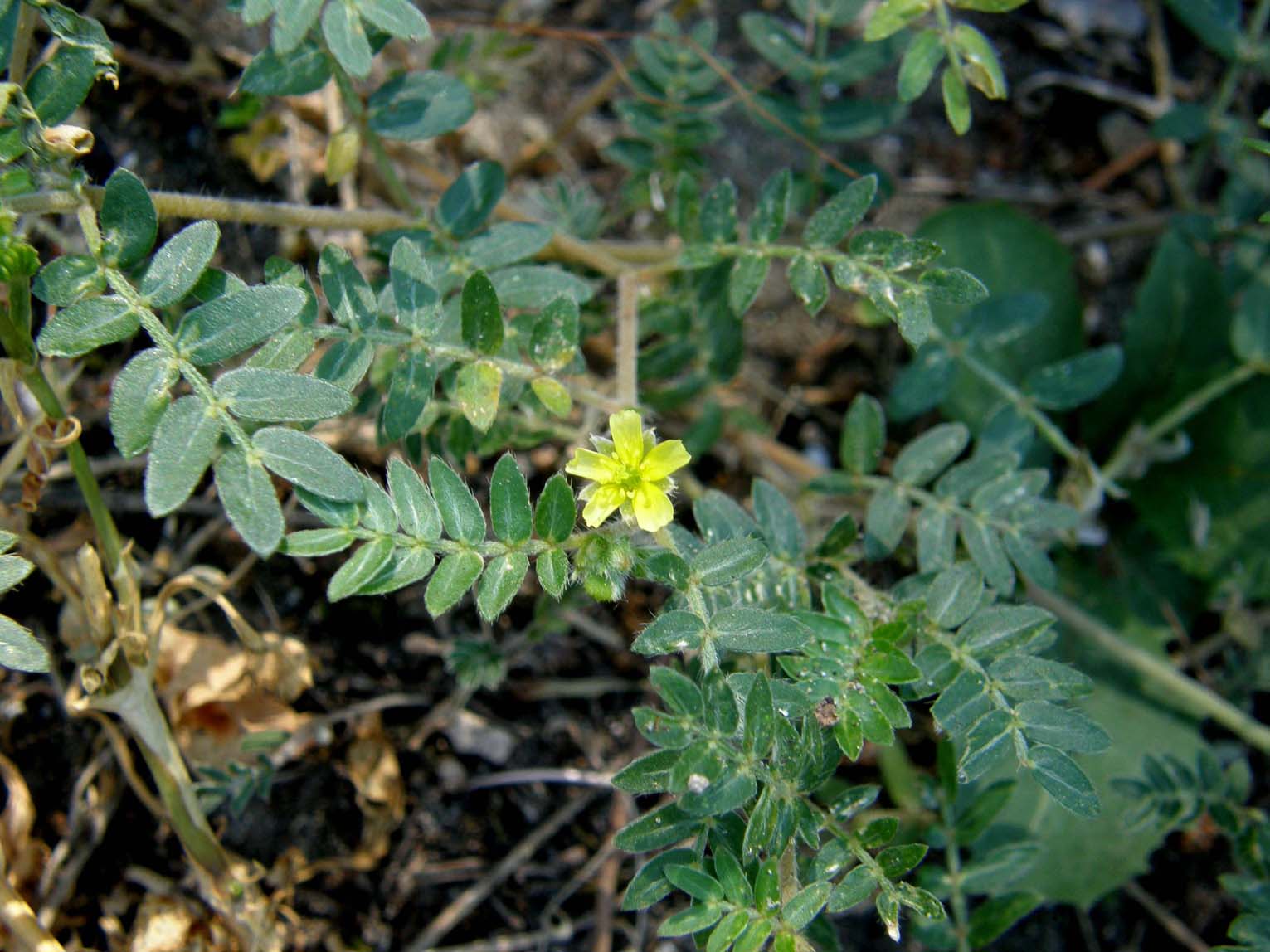 Tribulus terrestris