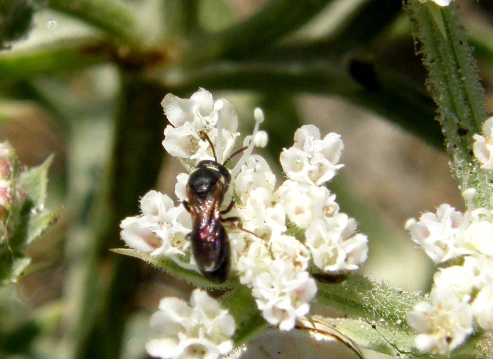 Piccoli imenotteri su fiori:Hylaeus/Lasioglossum+Pompilidae