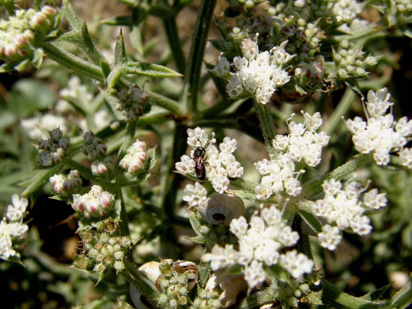 Piccoli imenotteri su fiori:Hylaeus/Lasioglossum+Pompilidae