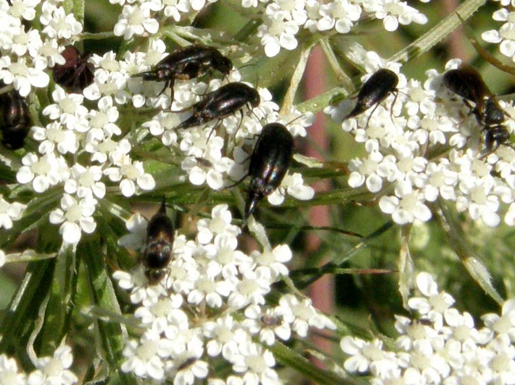 Coleotteri...con la coda: Mordellidae