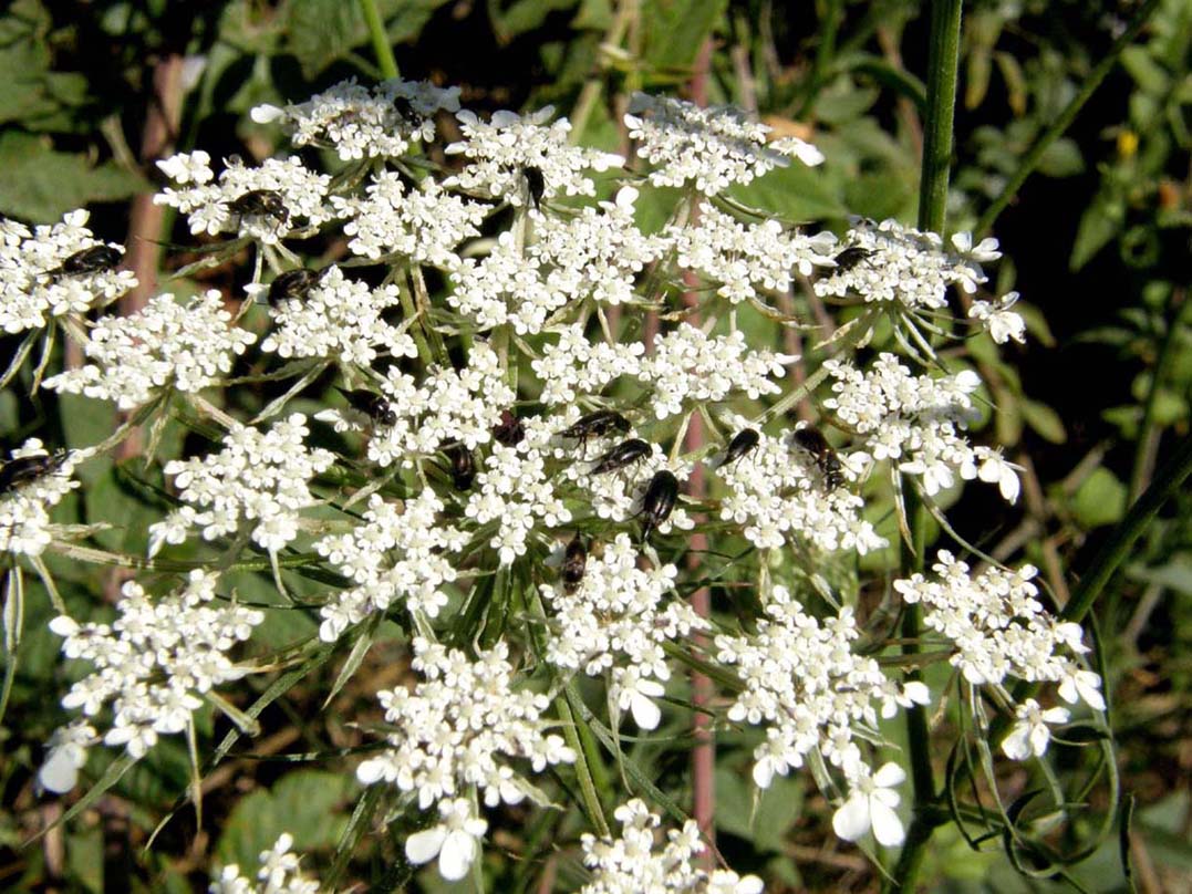 Coleotteri...con la coda: Mordellidae