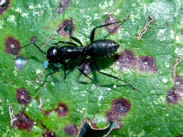Grosse formiche: Camponotus vagus