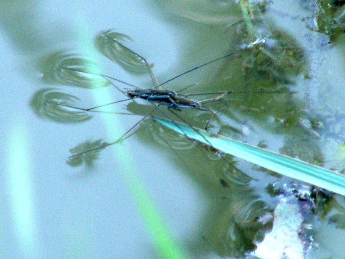 Gerridae del Delta del Po