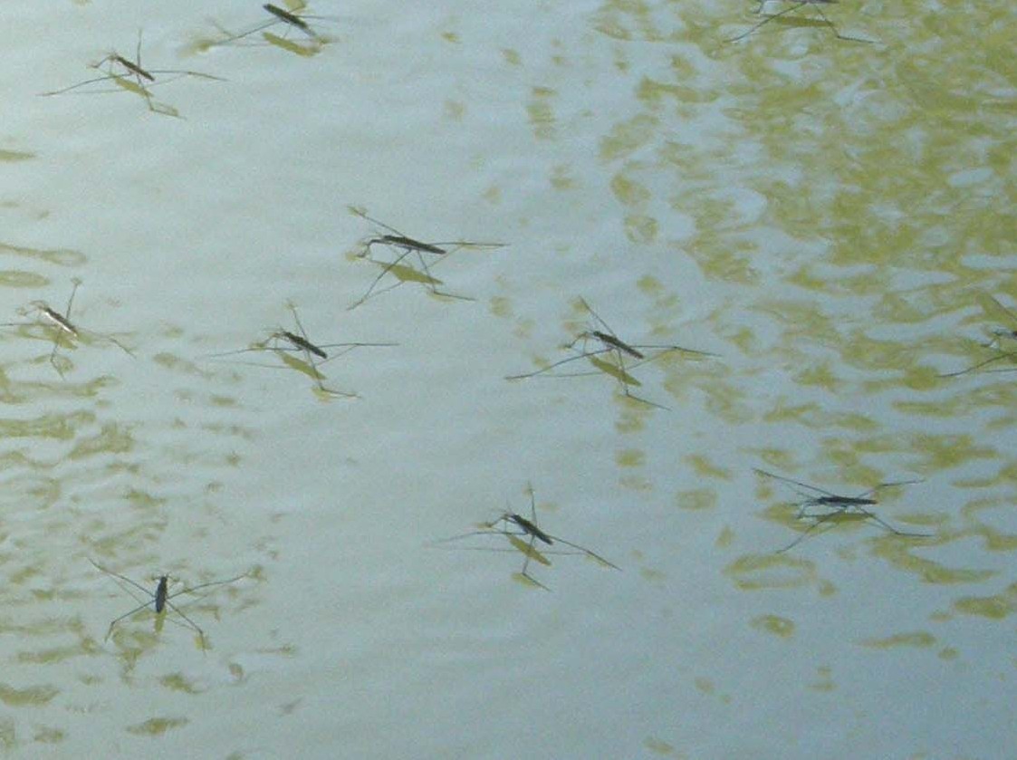 Gerridae del Delta del Po