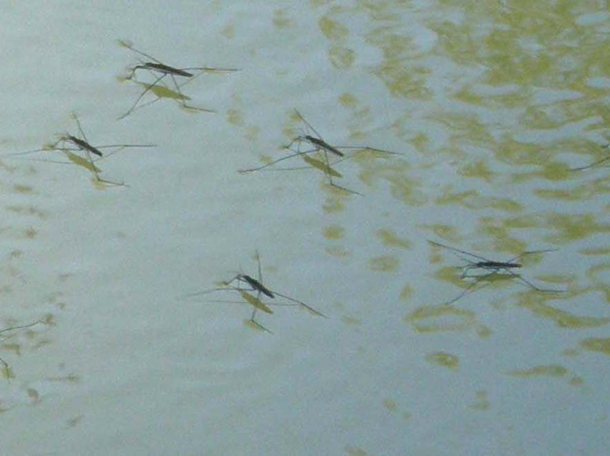 Gerridae del Delta del Po
