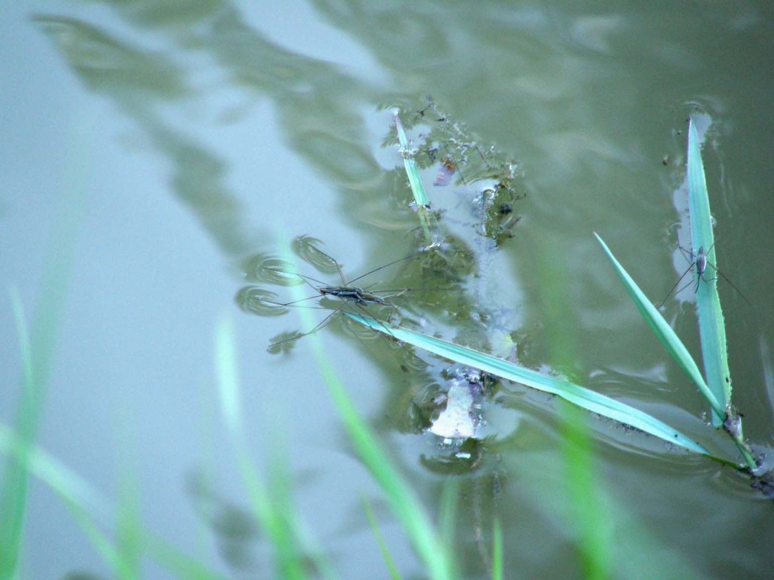 Gerridae del Delta del Po
