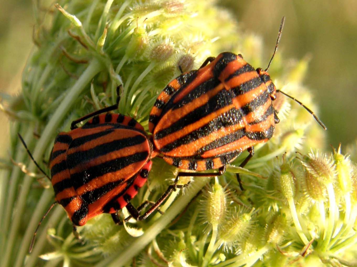 Pentatomidae: Graphosoma lineatum italicum del Ferrarese