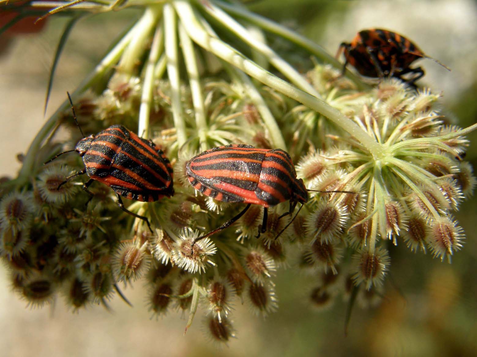 Pentatomidae: Graphosoma lineatum italicum del Ferrarese