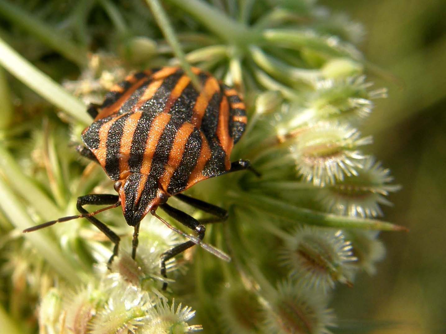 Pentatomidae: Graphosoma lineatum italicum del Ferrarese