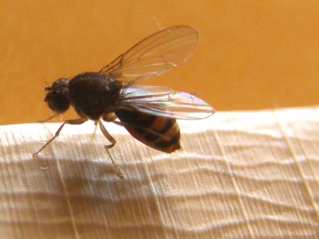 Drosophila del gruppo repleta (Drosophilidae).
