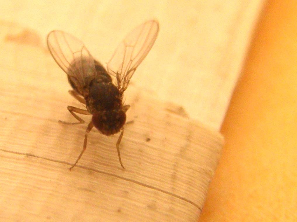 Drosophila del gruppo repleta (Drosophilidae).